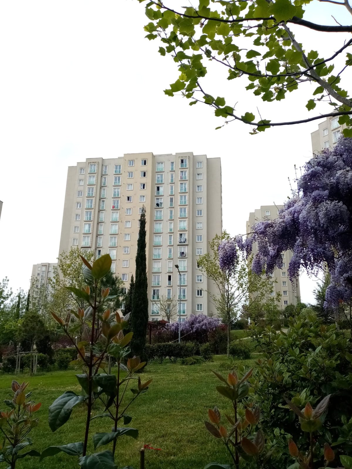 Çiçek açmış mor salkım